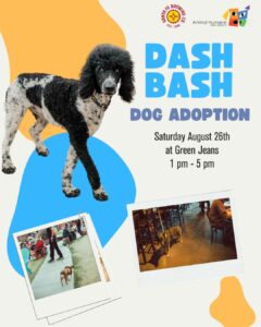Dash Bash Dog Adoption